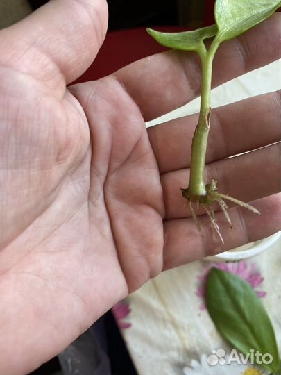 Замиокулькас (Долларовое дерево), фиалки