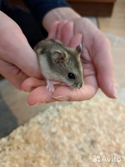 Джунгарские хомячки