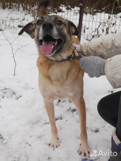 Собака Сола