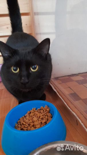 Томас в добрые руки