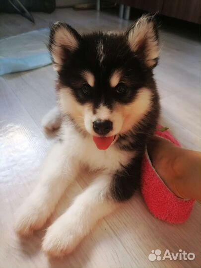 Щенки хаски