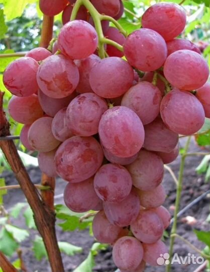 Виноград