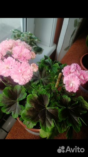 Пеларгония герань сортовая