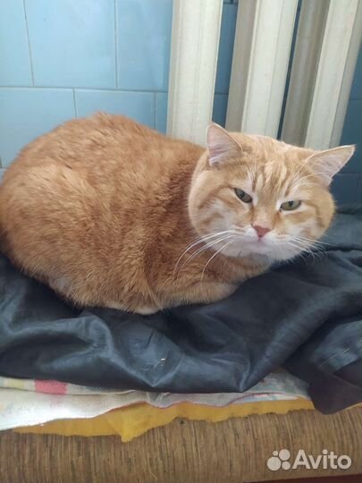Коты, кошки