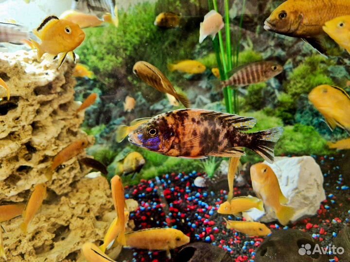 Рыбки цихлиды малавийские