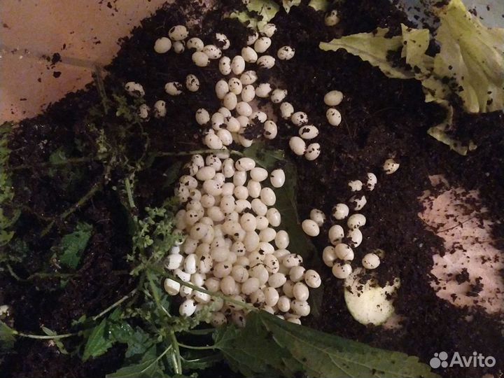 Улитки ахатины