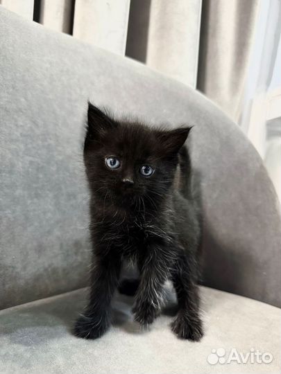 Котята 1мес