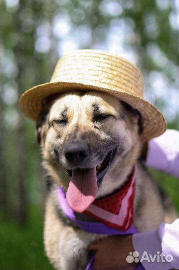 Собака Валя из приюта ищет дом