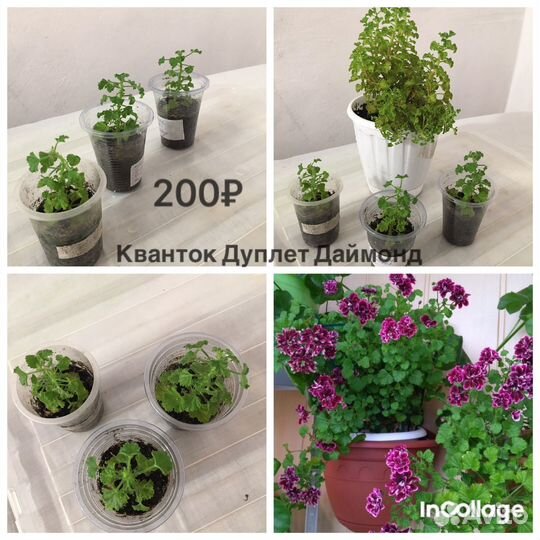 Редкие комнатные растения