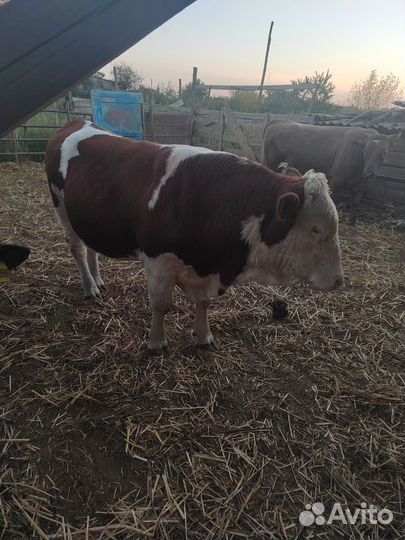 Быки на племя