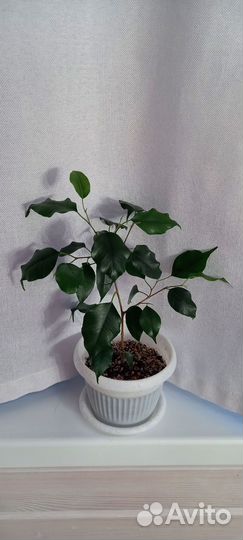 Сортовые фикусы