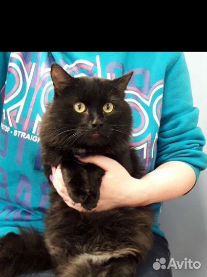 Кот. молодой. ласковый