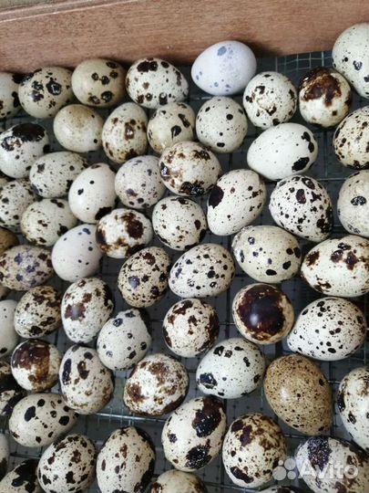 Инкубационное яйцо техасского перепела доставка