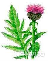 Левзея софлоровидная, маралий корень, семена