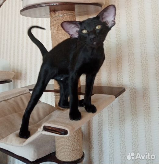 Ориентальные котята