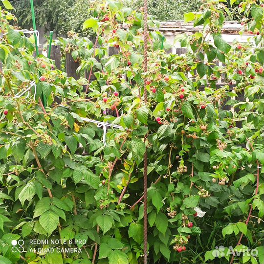 Саженцы. Малина сорт Августовское чудо