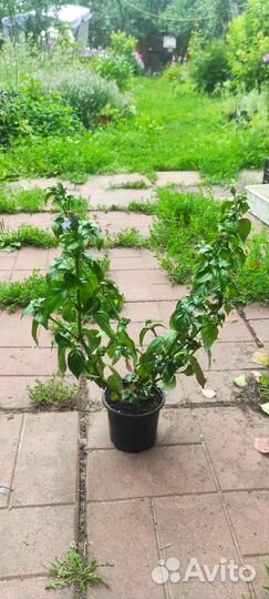 Рунгия (Грибная трава)