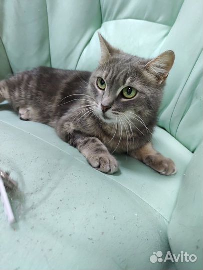 Кошечка в добрые руки