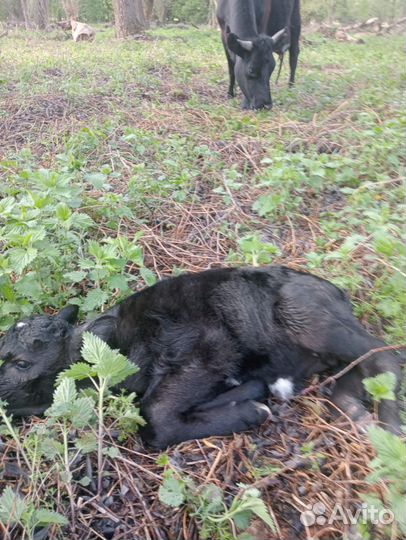 Корова дойная с теленком