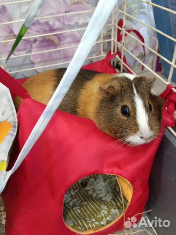 Домики и гамаки для морских свинок и крыс