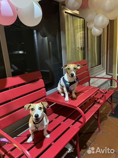 Ищем выгульщика, Нужен Выгул Собак