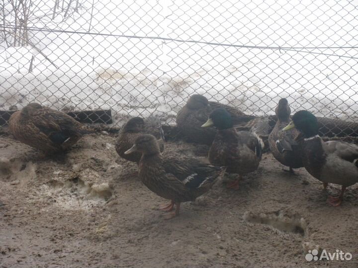 Подсадные дикие утки