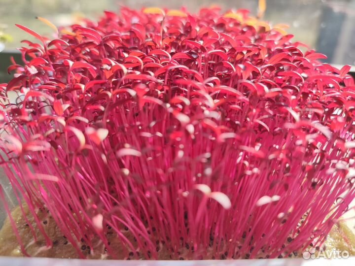 Семена микрозелени и остальное