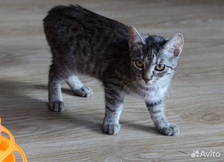 Кошечка 4 месяца