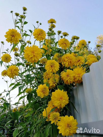 Кустарники дейцея, спирея, Рудбекия