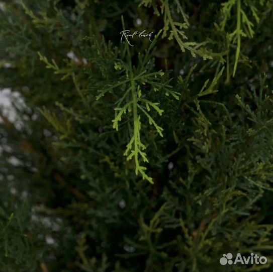 Туя искусственная /Оренбург/деревья в офис