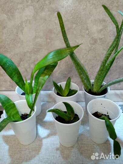 Алоэ продам или обменяю на суккулент