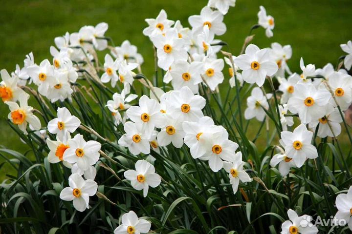 Луковицы нарциса 2023