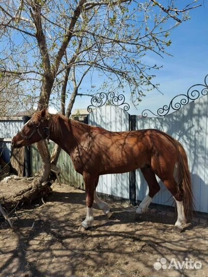 Продам жеребца