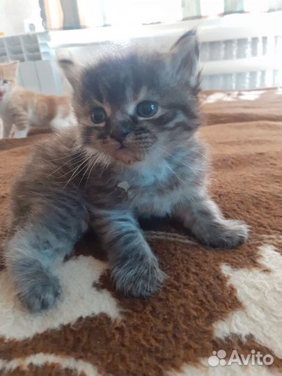 Отдам в добрые руки