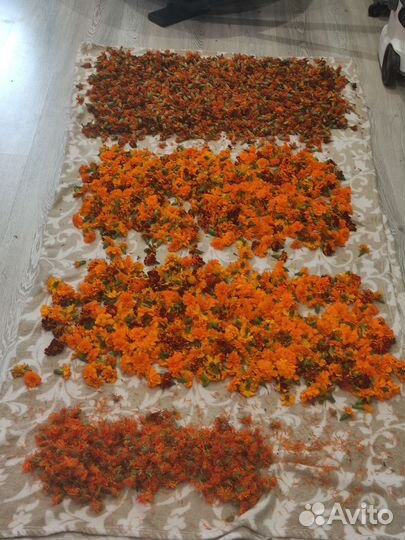 Бархатцы сушеные