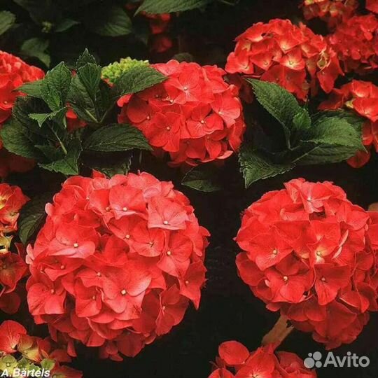 Гортензия Рэд