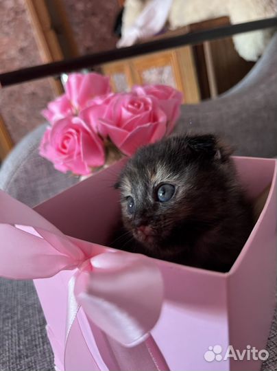 Котята в добрые руки даром