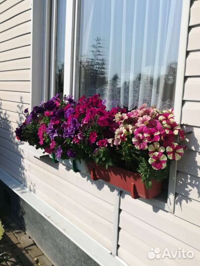 Рассада, цветы, ягоды,кустарники