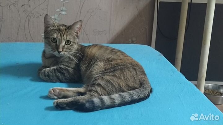 Молодая кошечка ищет дом