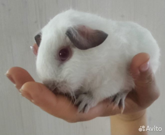 Морская свинка Калифорния