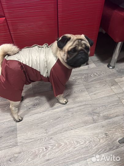 Мопс вязка мальчик