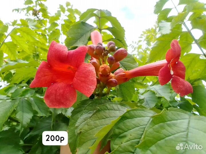 Дендробиум