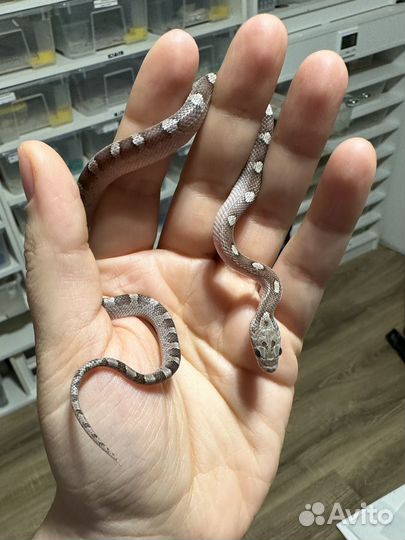 Маисовый полоз