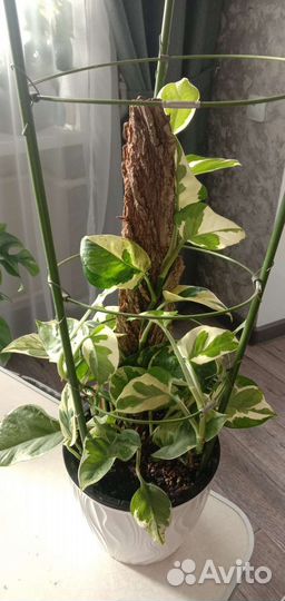 Монстера, эпипремнум, сциндапсус