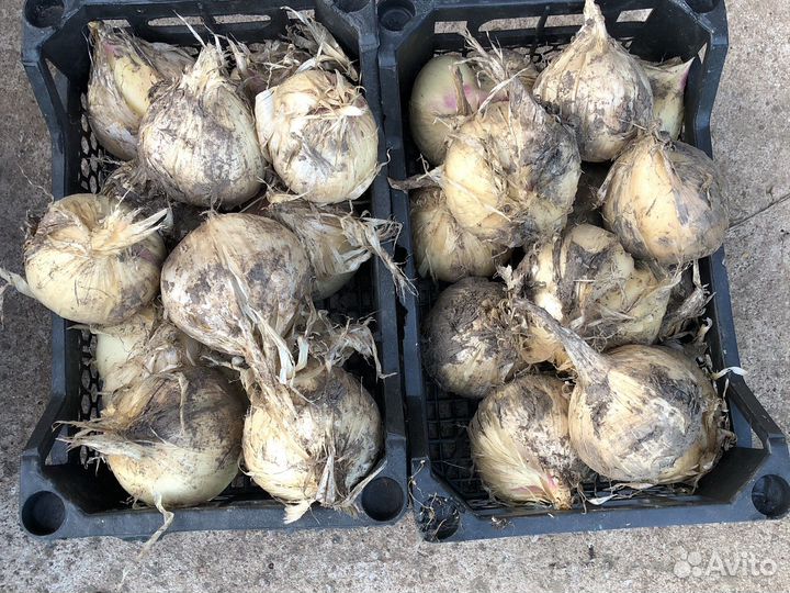 Лук анзур,под заказ