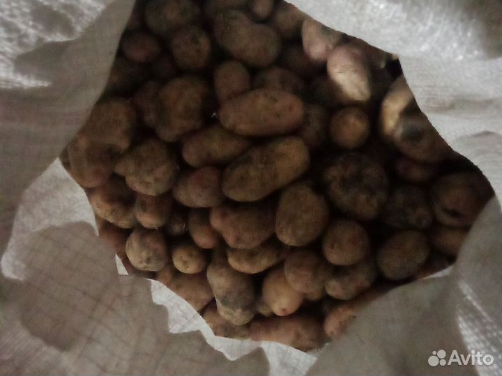 Картофель домашний