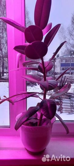 Фикус с 5литровым горшком