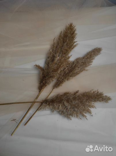 Ваза с сухоцветами