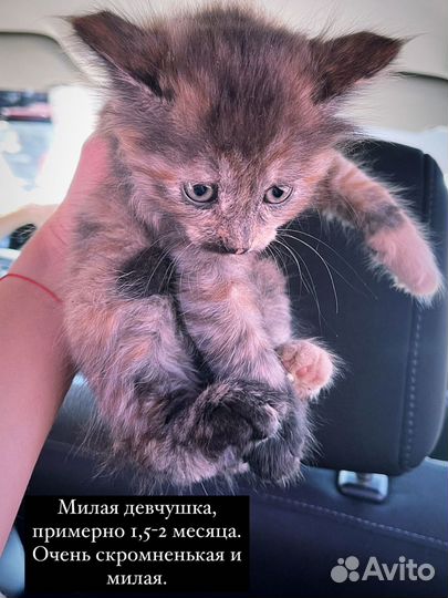 Котята в добрые руки