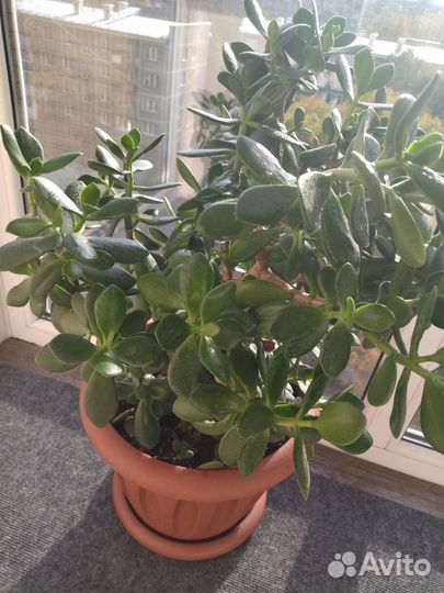 Красула, толстянка, дерево денег